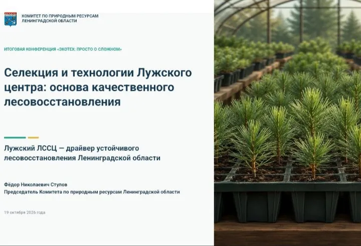 Лужский центр вырастил более 70 млн сеянцев для лесов