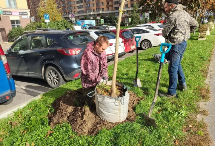 В Заневском поселении высадили 76 деревьев и 250 кустарников